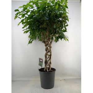 Ficus benja. 'Exotica'