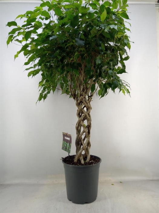 <h4>Ficus benja. 'Exotica'</h4>
