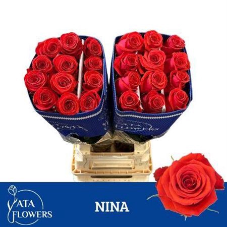 R Gr Nina Ec