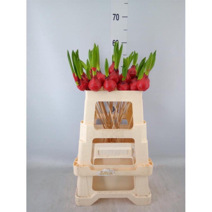 <h4>Hyacinthus ...flowerbulbs</h4>