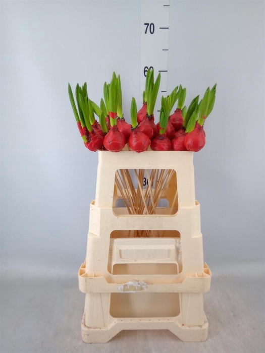 <h4>Hyacinthus   ...flowerbulbs</h4>