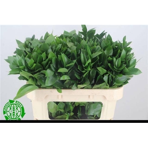 RUSCUS HYPOPHYLLUM