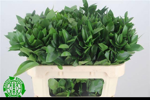 <h4>RUSCUS HYPOPHYLLUM</h4>