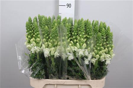 <h4>Antir Antibes White</h4>