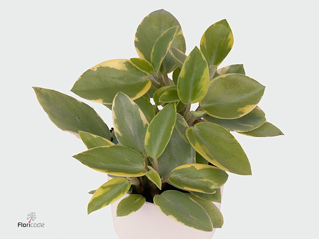 Peperomia Pixie variegated Lime