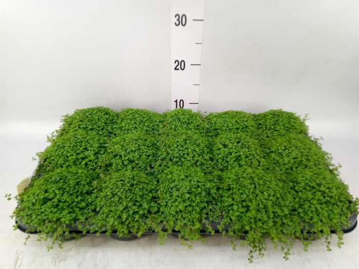 <h4>Soleirolia soleirolii   ...green</h4>