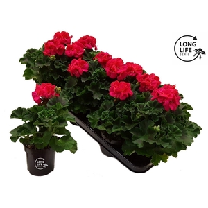 Pelargonium Zonale Hot Pink