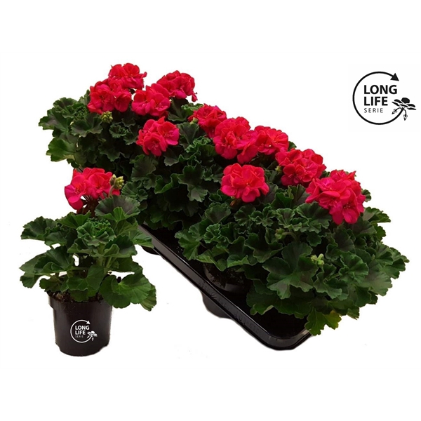 <h4>LongLife Zonale Hot Pink</h4>