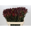Leucadendron Saf Sunset Dark R.