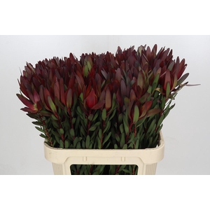 Leucadendron Saf Sunset Dark Red