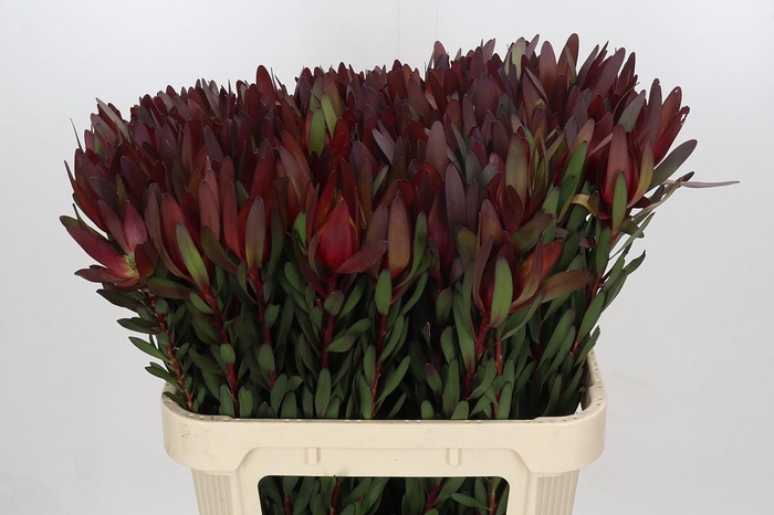 <h4>Leucadendron Saf Sunset Dark Red</h4>