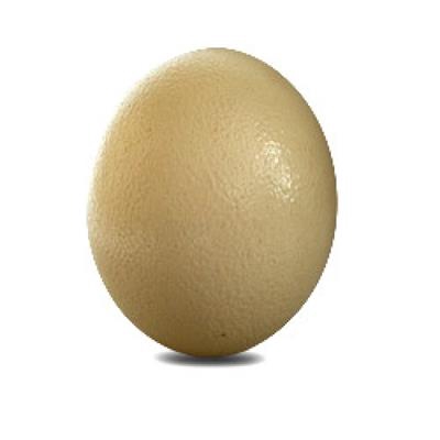 <h4>EI STRUISVOGEL P.ST</h4>