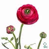 RANUNCULUS ELEG HOT PINK