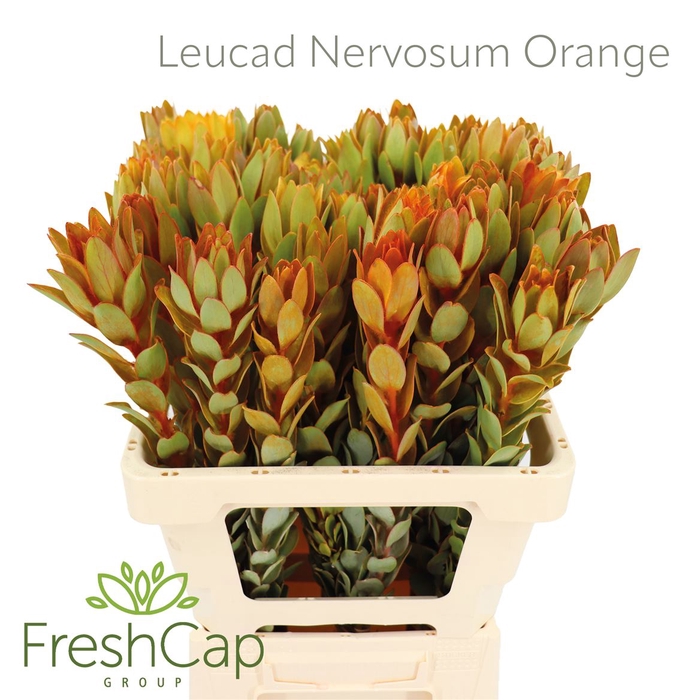 Leucad Nervosum Orange