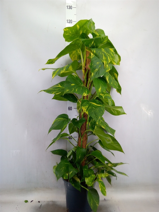 <h4>Epipremnum pinn.   ...moss stick</h4>