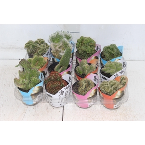 CACTUS CRISTATA VARIADO P09