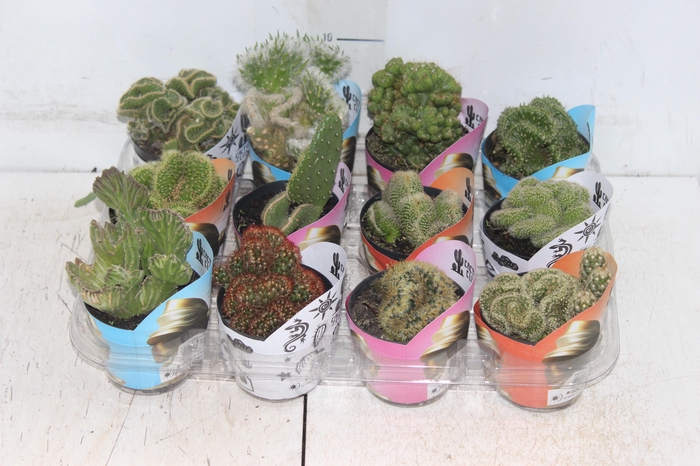 <h4>CACTUS CRISTATA VARIADO P09</h4>