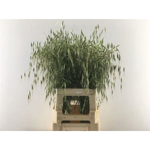AVENA STERILIS