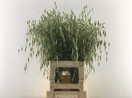 AVENA STERILIS
