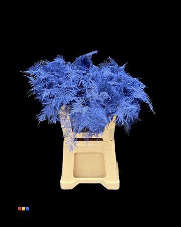 <h4>Asp Extra Blue</h4>