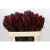Leucadendron Saf Sunset Dark R.Spray