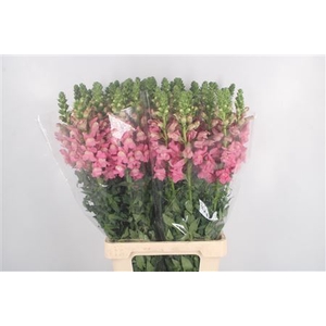 Antirrhinum It. Dark Pink