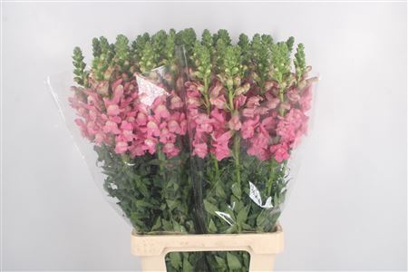 <h4>Antirrhinum It. Dark Pink</h4>