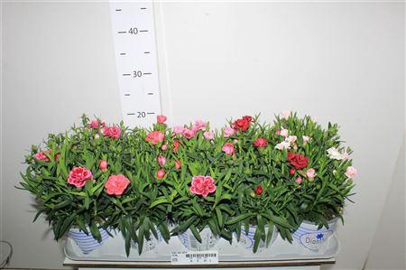 <h4>Dian Osc Gem P12</h4>