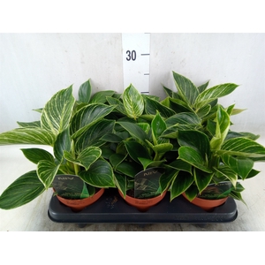Philodendron   ...