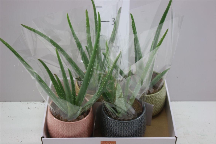 <h4>Aloe Vera Brasil In Brasil</h4>