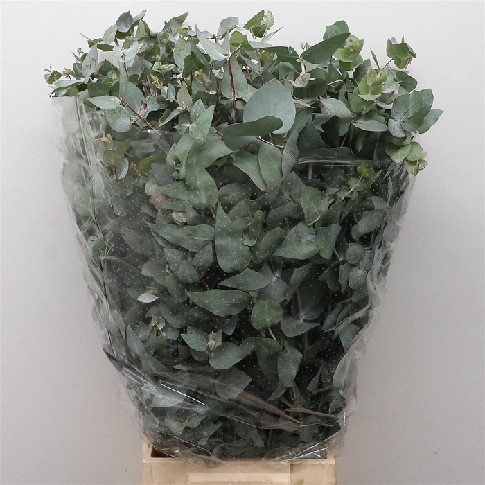 <h4>Euca Cinerea Long 300grams</h4>