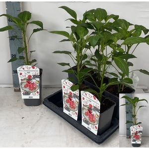 PAPRIKA PLANTEN