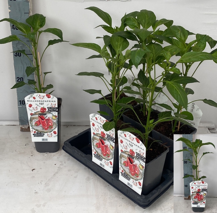 <h4>PAPRIKA PLANTEN</h4>