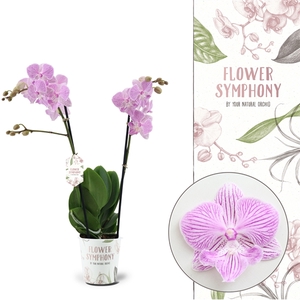 Flower Symphony | Manta Penida | Phalaenopsis 2 spike