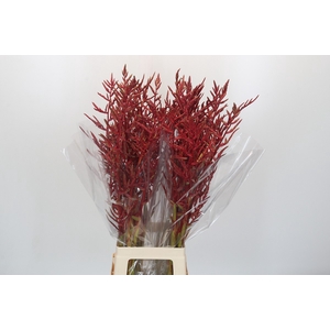 Bromelia Red Paloma