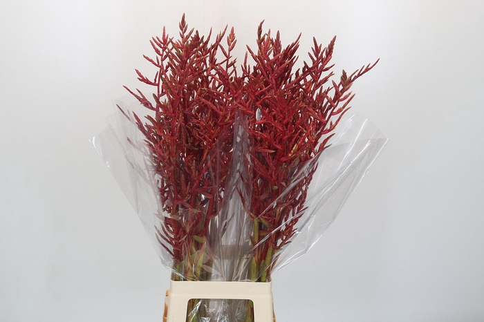 <h4>Bromelia Red Paloma</h4>