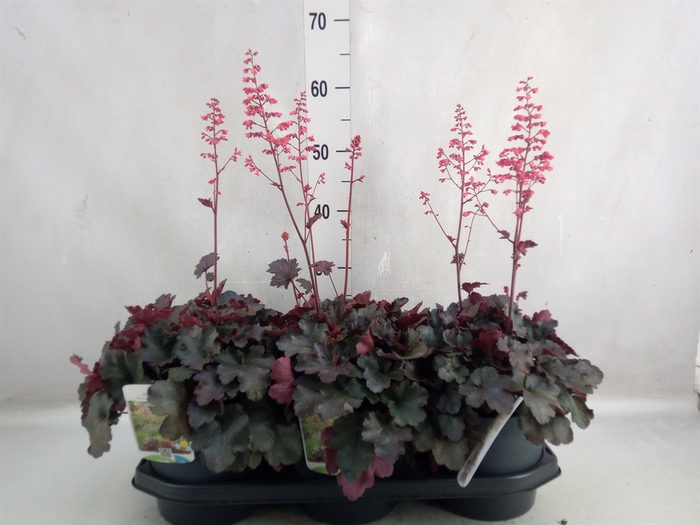 Heuchera cylindrica 'Greenfinch'