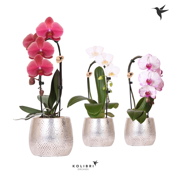 <h4>Kolibri Orchids Niagara fall mix 1 spike in Elite pot silver</h4>