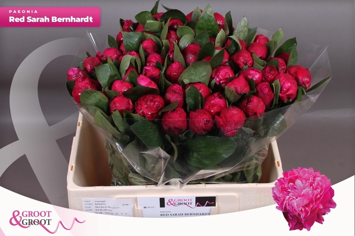 <h4>PAEO L RED SARAH BER</h4>