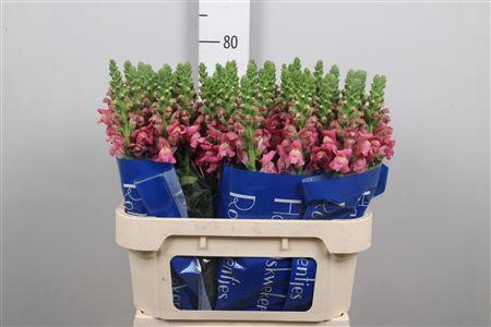 <h4>Antir Avignon Rose</h4>