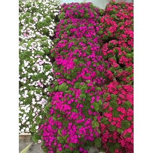 FREILAND DIANTHUS