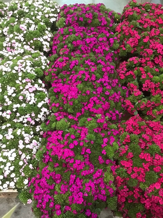 <h4>FREILAND DIANTHUS</h4>