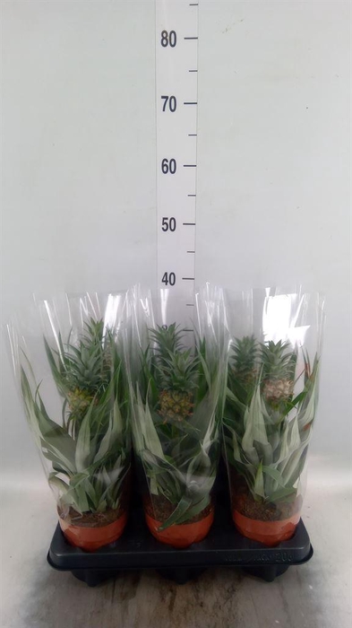 <h4>Ananas  'Mi Amigo'</h4>