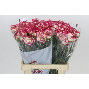 Dianthus St Supersic