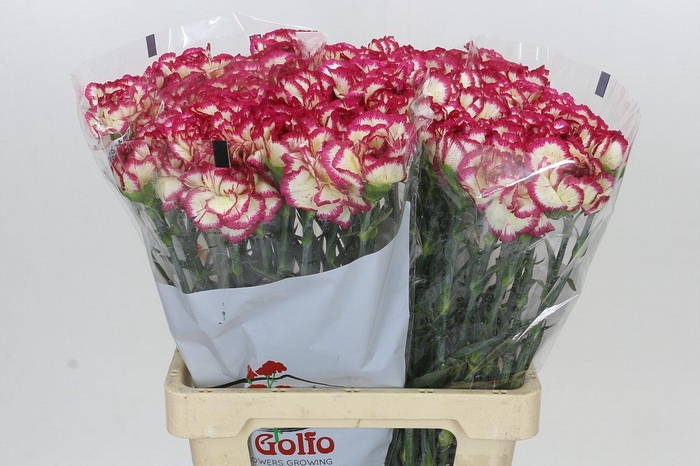 Dianthus St Supersic