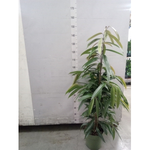 Ficus binn. 'Amstel King'