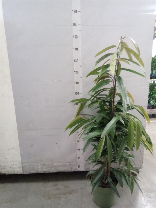 <h4>Ficus binn. 'Amstel King'</h4>