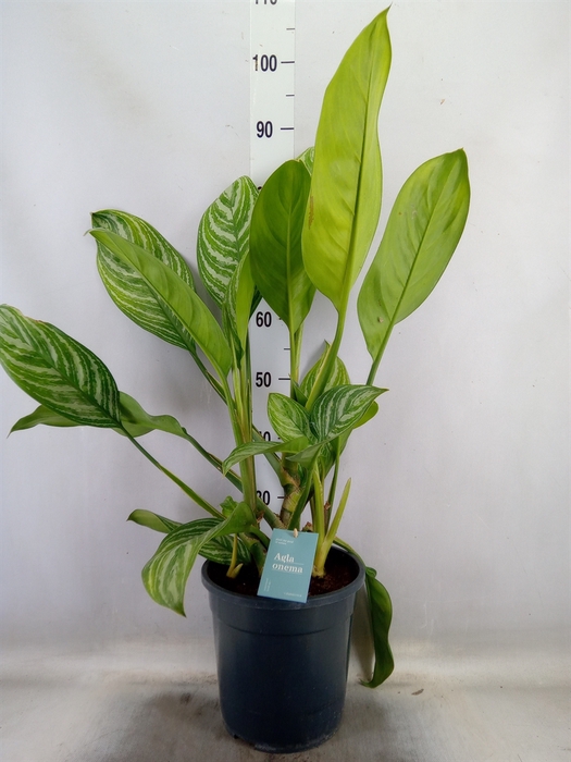 <h4>Aglaonema   ...</h4>