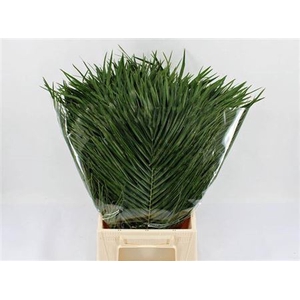Phoenix Roebelenii