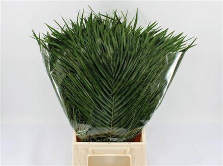 <h4>Phoenix Roebelenii</h4>